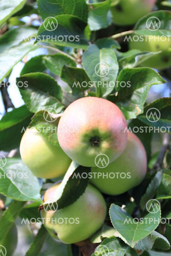 Apple