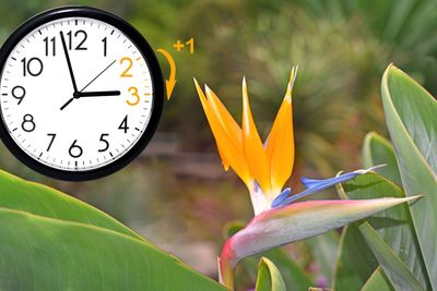 Daylight Saving Time. DST. Wall Clock going to winter...