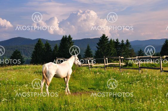 White horse in mountain