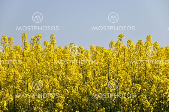 Närbild av blommande rapsfält vid en klarblå himmel