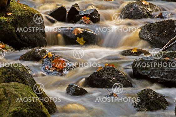 Stream in the forest