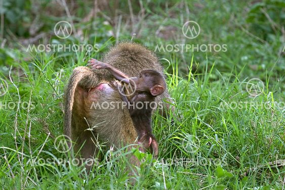 Olive baboons (Papio anubis)