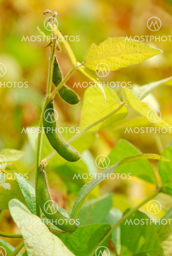 Soybeans