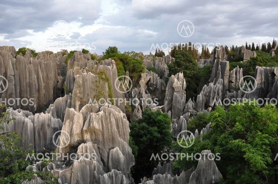 stone forest