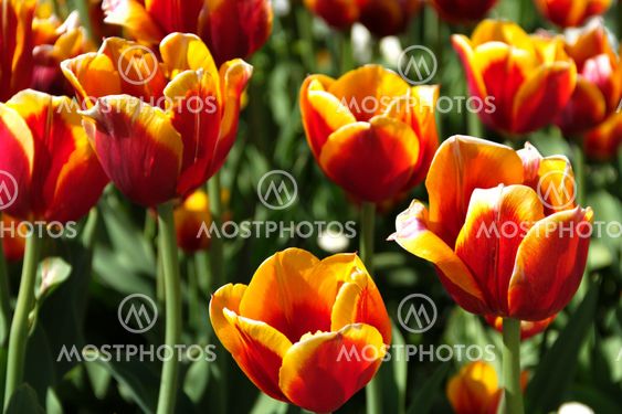 beautiful tulips