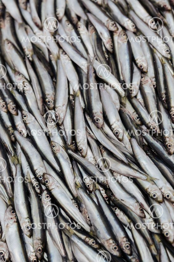 Pile of sprats