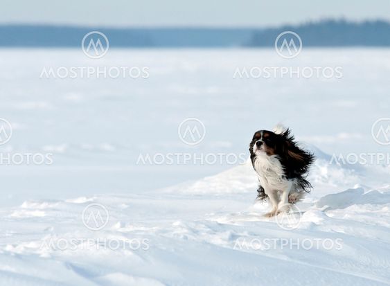 Dog springer on ice