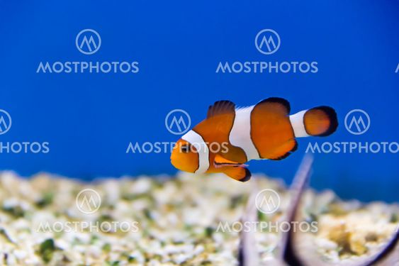 Clown fish