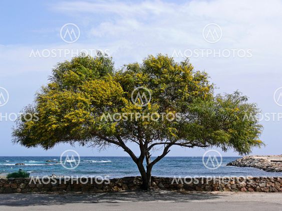 Akazie, Acacia, Sardinia