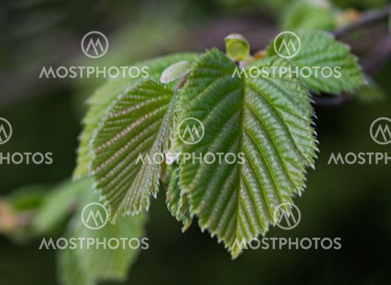 Hazel leaves macro