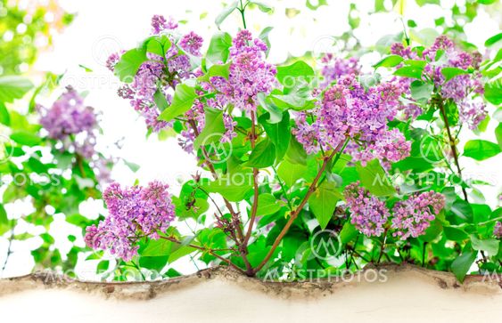 Close up of lilac branches