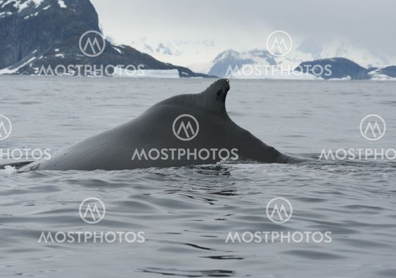 A humpback whale in the Southern Ocean-2.