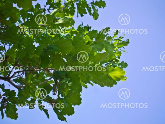 branches