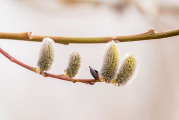 Nature awakes in spring. Blooming willow twigs and furry...
