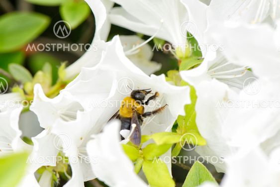 closeup of a bee on a white azalea flower