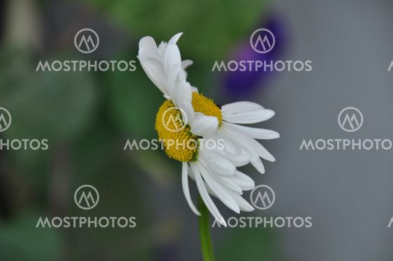 Twin Flower