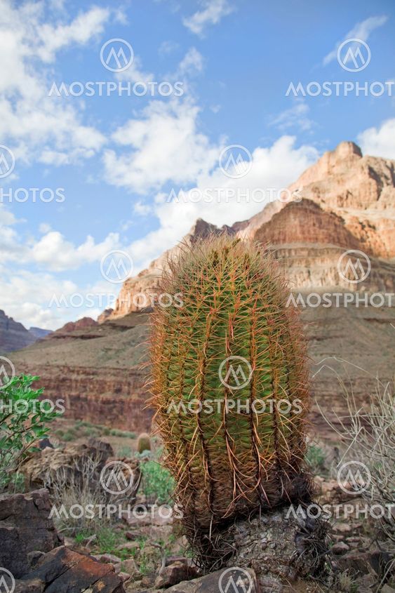 Cactus
