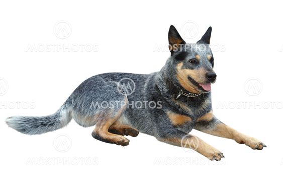 Australian Cattle Dog