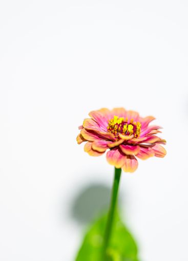 Colourful Zinnia  flower in a garden.