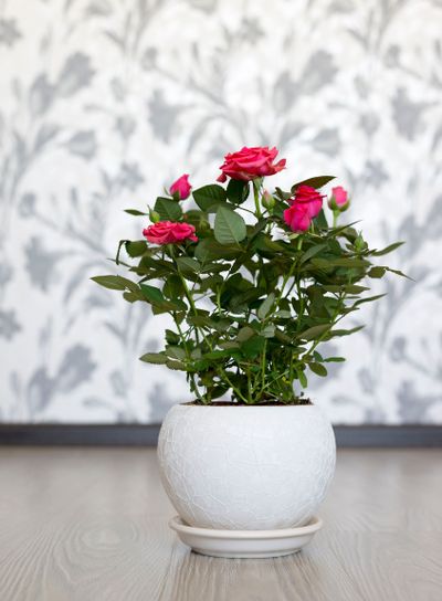 Pink rose on a ceramic pot in  room