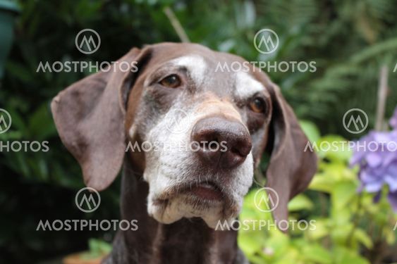 German shorthaired pointer portrait
