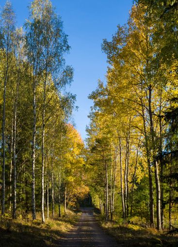 Rural Sweden in fall season, Country road in autumn forest