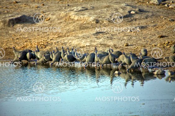 a group of helmeted guineafowl at etosha national park