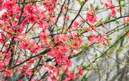 Pink blooming quince bush in early spring with vibrant...