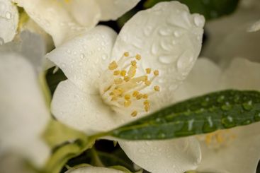 wet white jasmine flowers in the spring season