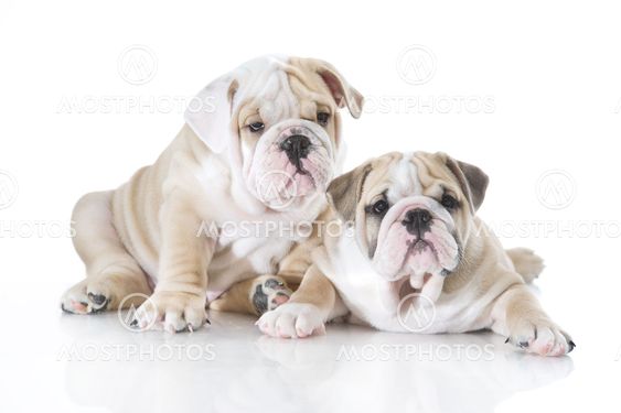 Cute english bulldog puppies isolated