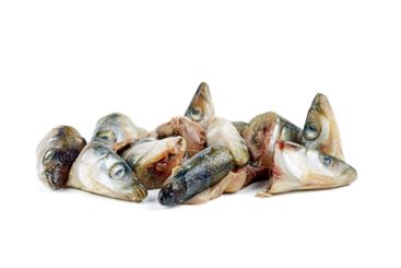 Few fresh raw european smelt fish heads isolated on...