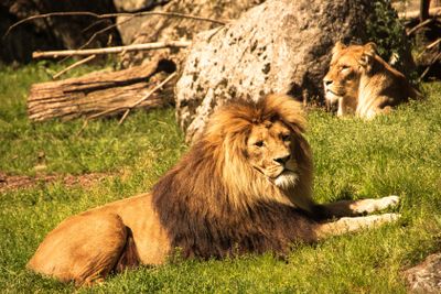 Afrikanska lejon i Sverige