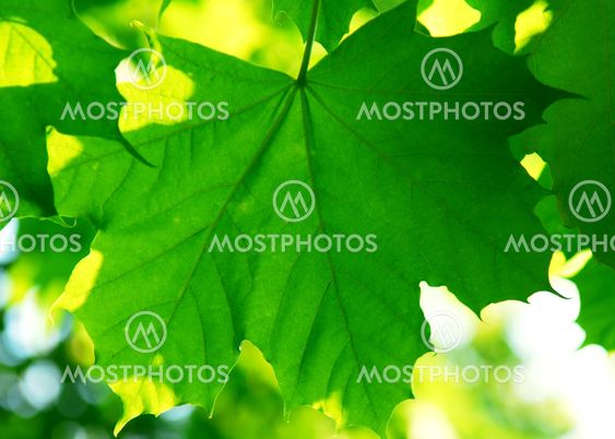 Green leaves background