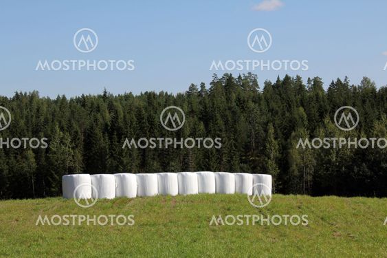 Bales of Silage on Green Summer Field