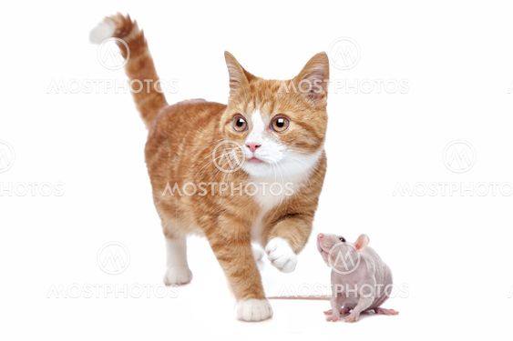 Katt och råtta