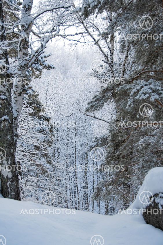 Dense snow forest on cloudy day. Branches of pine trees...