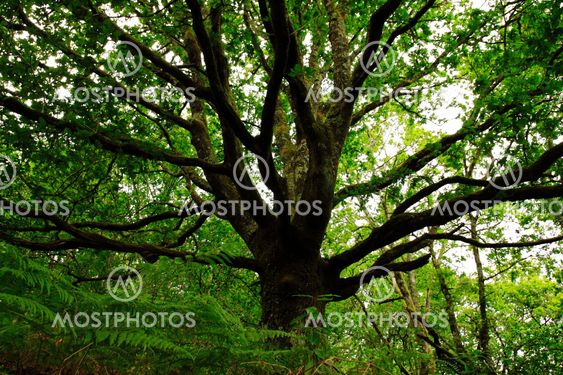 Background Tree