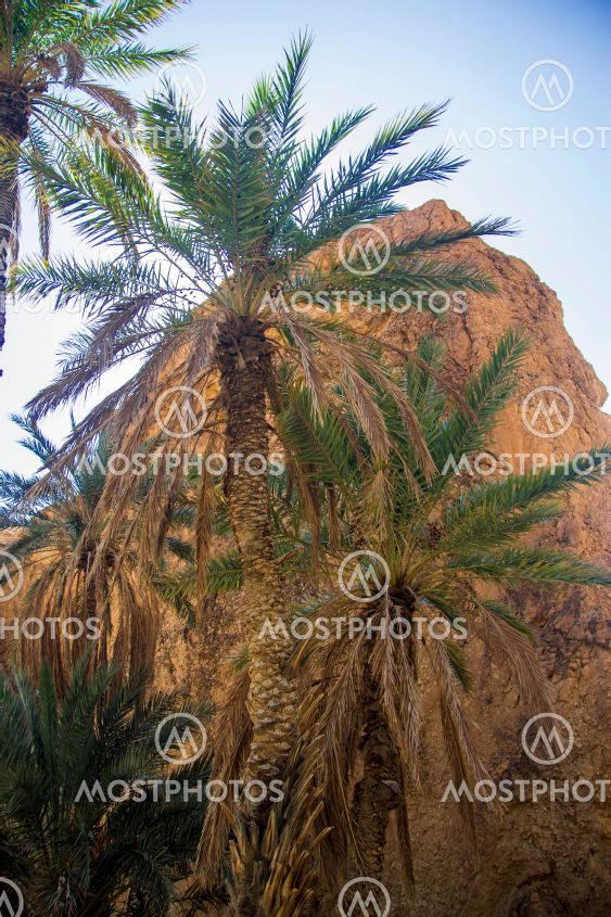 Date palm trees against blue sky