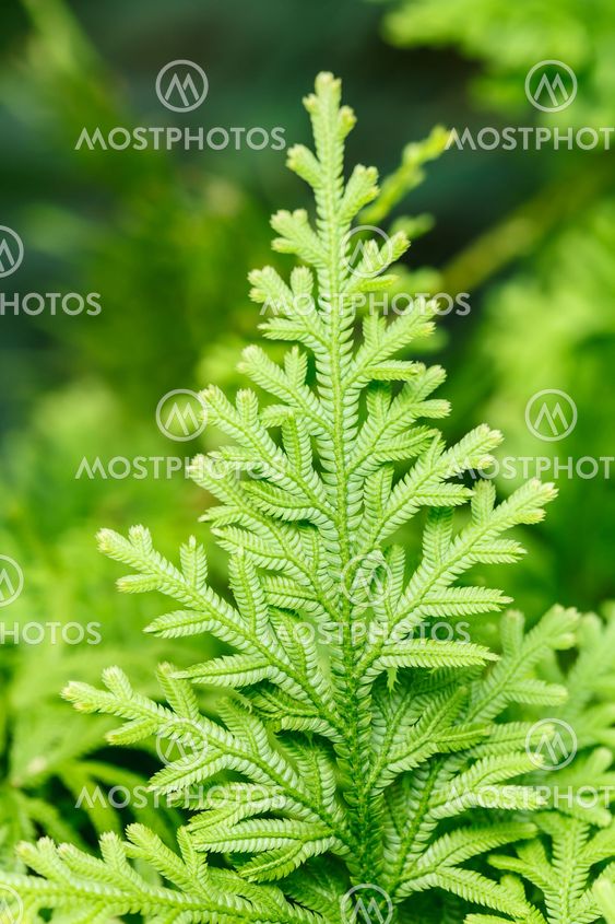 Green lush ferns growing