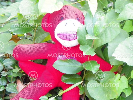 Red Monkey in Bushes