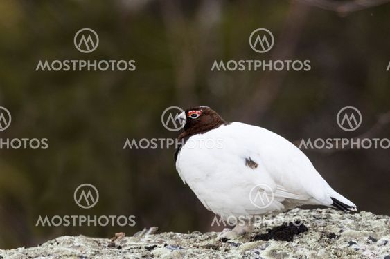 Willow grouse sitting on a rock