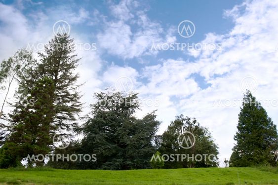 beautiful green trees on a hill