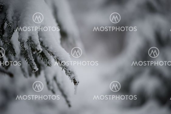 christmas evergreen pine tree covered with fresh snow
