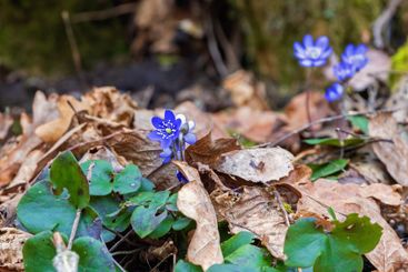 Hepatica flowers in early spring