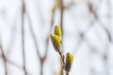 Nature awakes in spring. Blooming willow twigs and furry...