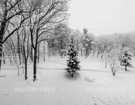 Snow covered winter trees with no leaves