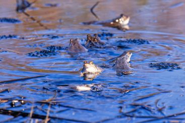 Moor frogs with spawn of eggs in the breeding season