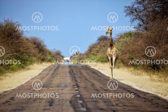 a giraffe walkinbg on the road in etosha national park namibia