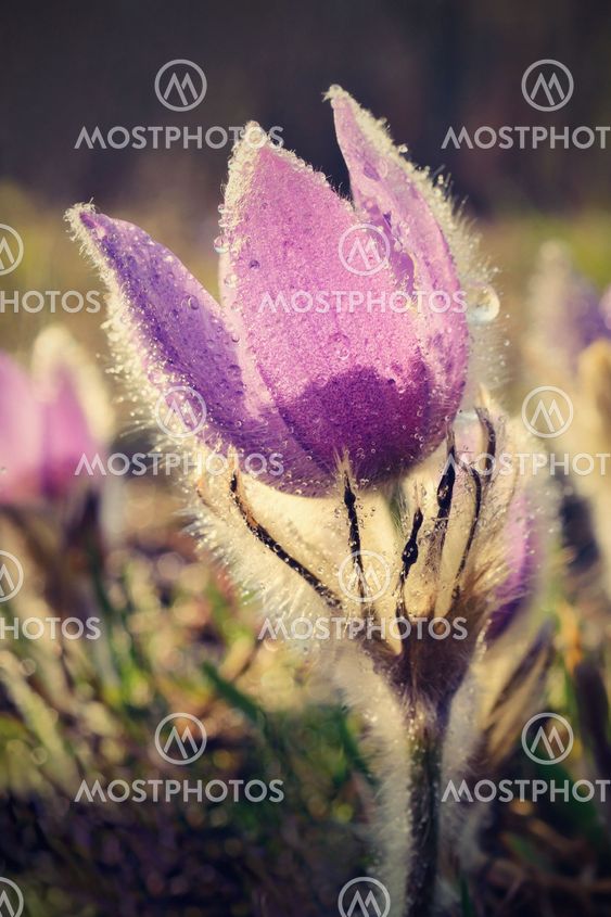 Pasque Flower blooming on spring meadow at the sunset -...