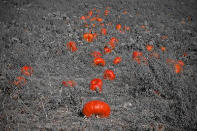 Pumkins in Osterlen Skane Sweden